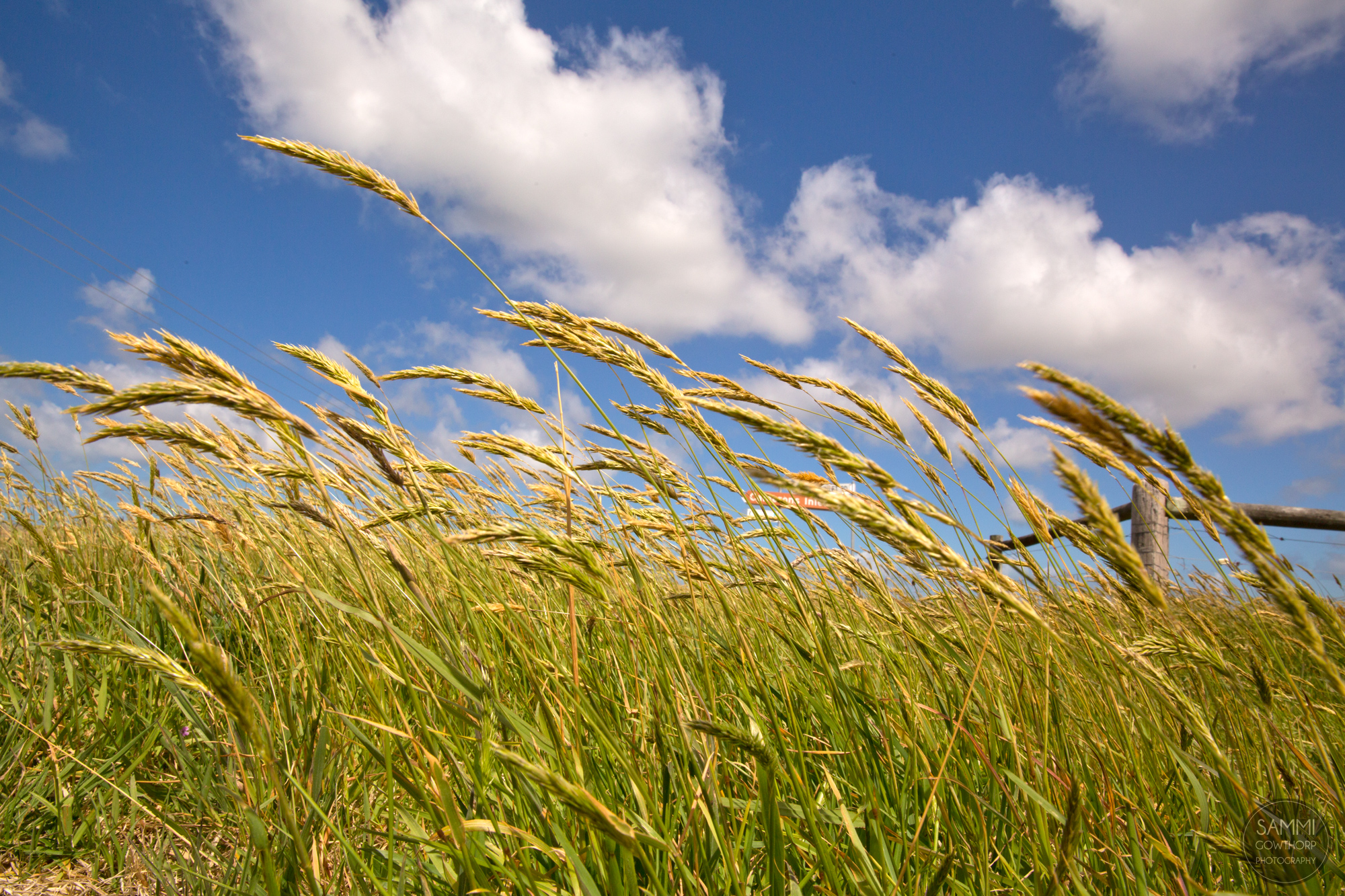 In the Wind