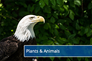plants-animals