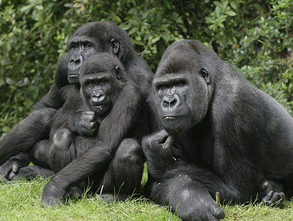 Gorillas