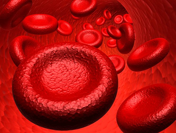 Red Blood Cells