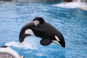 Killer whale