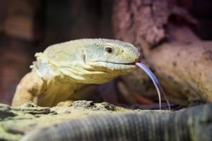 Lizard with tongue out